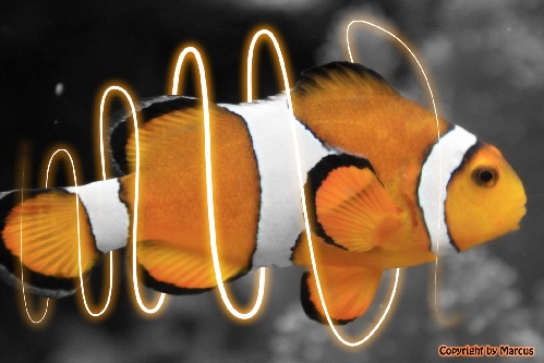 https://www.photoshop-cafe.de/bildupload/pics/mw/thumb/1254245229_Glowing Nemo.jpg